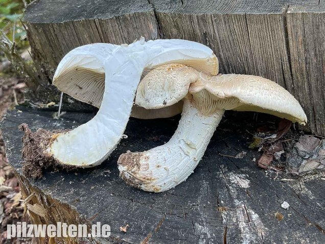 Schuppiger Sägeblättling, Neolentinus lepideus