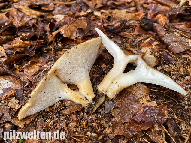 Sklerotienporling, Polyporus tuberaster
