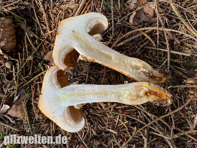 Sparriger Schüppling, Pholiota squarrosa