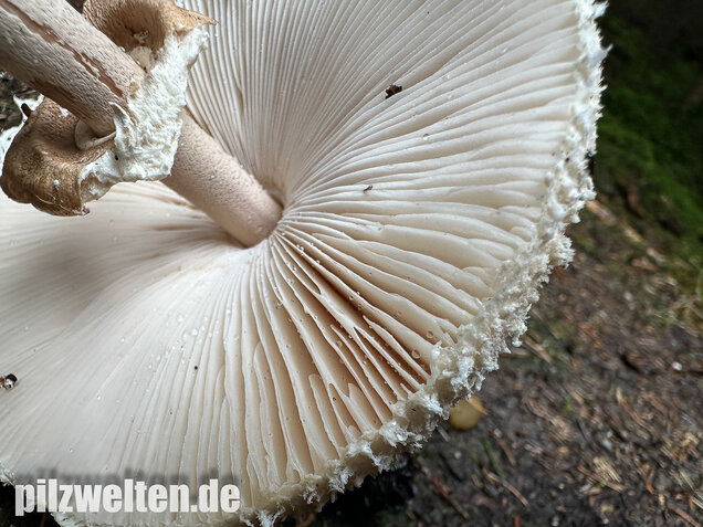 Sternschuppiger Riesenschirmling, Grobscholliger Riesenschirmling, Macrolepiota rhodosperma