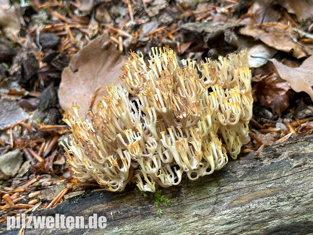 Verzweigte Becherkoralle, Artomyces pyxidatus