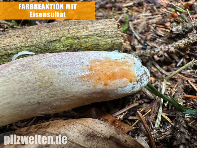 Violettstieliger Pfirsichtäubling, Russula violeipes