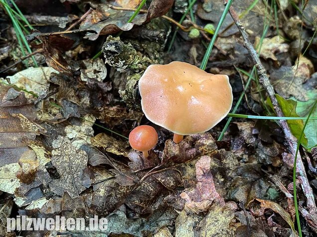 Waldfreundrübling, Gemeiner Rübling, Gymnopus dryophilus