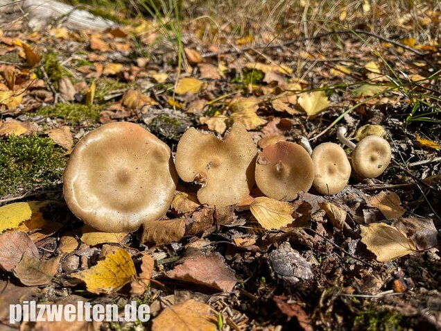 Weidenrötling, Entoloma sericatum