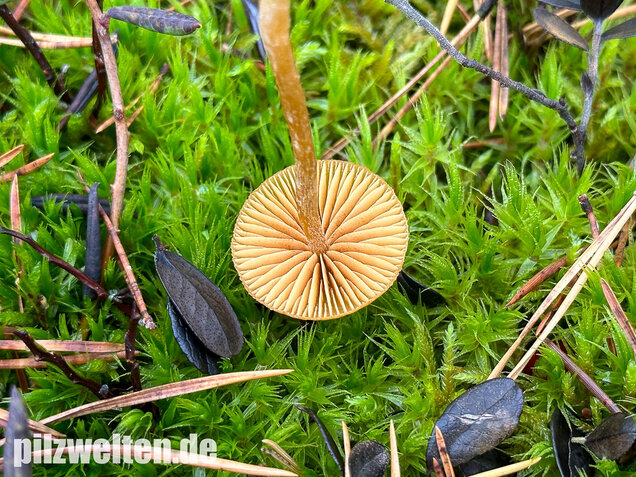 Gesäumter Häubling, Moorhäubling, Galerina paludosa