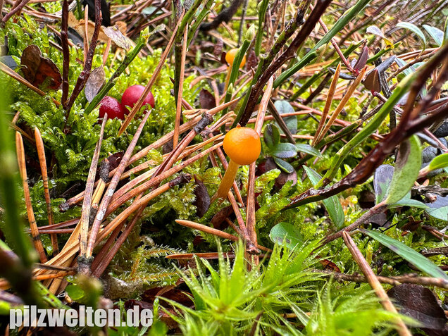 Gesäumter Häubling, Moorhäubling, Galerina paludosa
