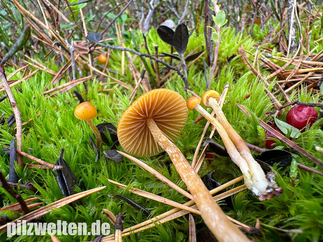 Gesäumter Häubling, Moorhäubling, Galerina paludosa