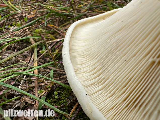 Blasser Zonenmilchling, Scharfer Pappelmilchling, Lactarius evosmus