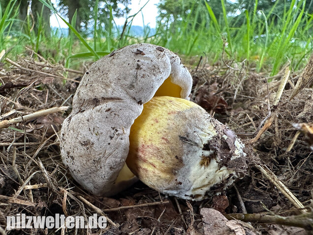 Wurzelnder Bitterröhrling, Caloboletus radicans