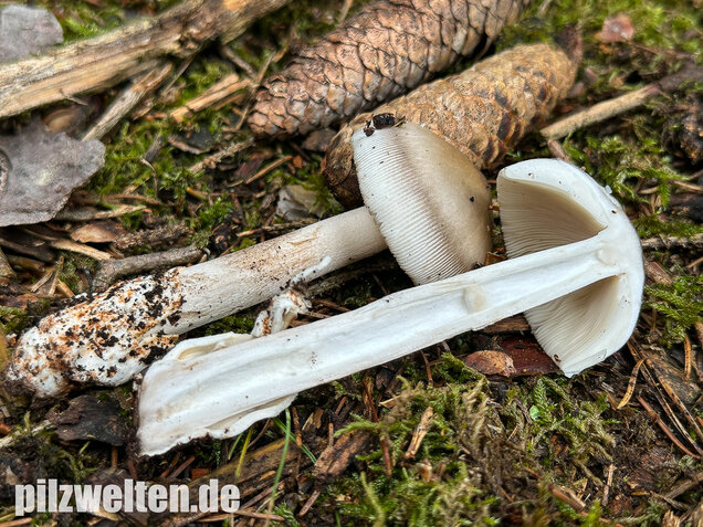 Zweifarbiger Scheidenstreifling, Unterteilter Streifling, Amanita battarrae