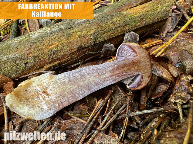 Zyanblättriger Klumpfuß, Cyanblättriger Klumpfuss, Thaxterogaster fulvo-ochrascens