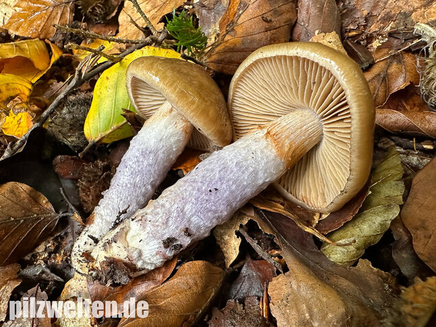 Honigschleimfuß, Runzeliggeriefter Schleimfuß, Cortinarius stillatitius