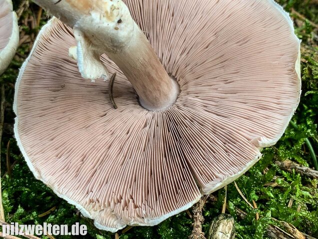 Dünnfleischiger Anischampignon, Agaricus silvicola