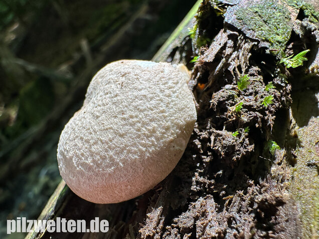 Berindeter Seitling, Pleurotus dryinus