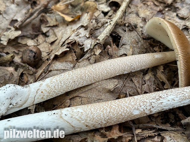 Brauner Riesenscheidenstreifling, Amanita spadicea