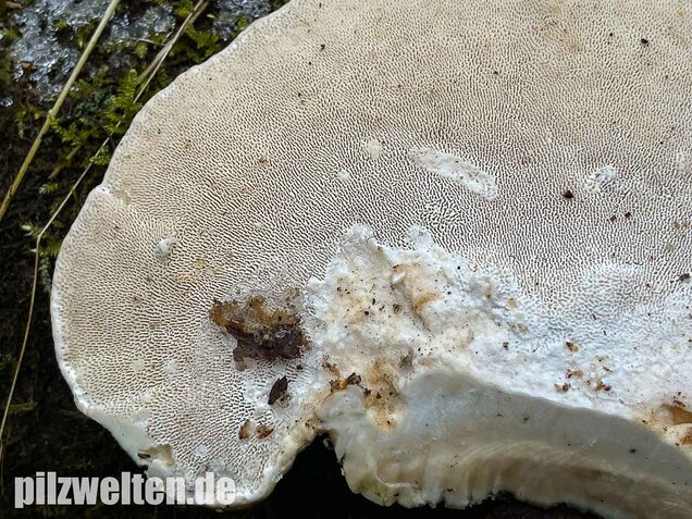 Buckeltramete, Trametes gibbosa