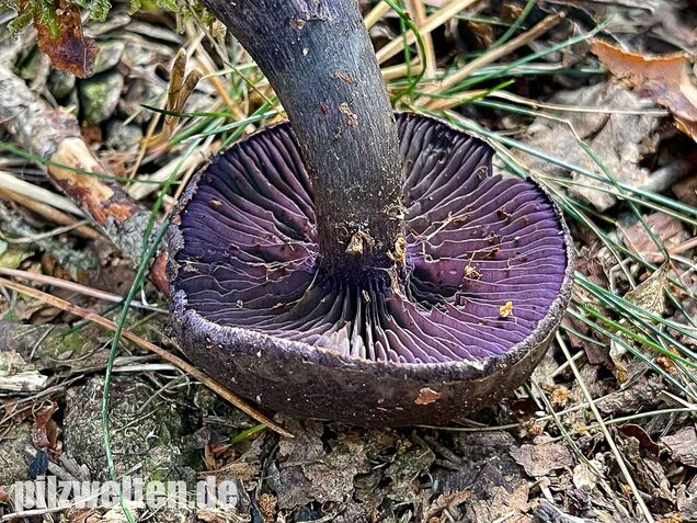 Dunkelvioletter Nadelwaldschleierling, Cortinarius hercynicus