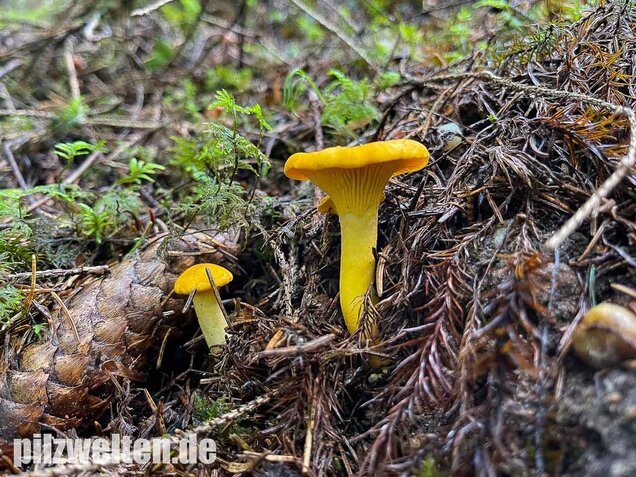 Echter Pfifferling, Cantharellus cibarius