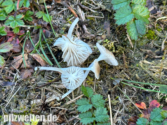 Ellerlings-Scheinhelmling, Rasenscheinhelmling, Hemimycena mairei