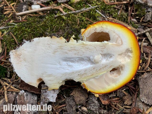 Fliegenpilz, Amanita muscaria