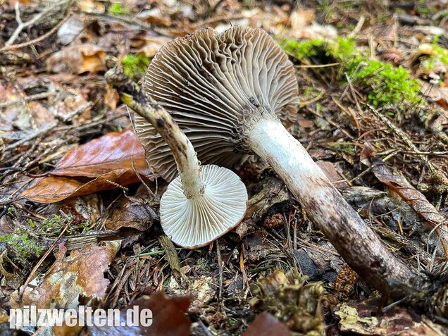 Gefleckter Gelbfuß, Gomphidius maculatus