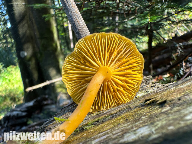 Gelbblättriger Holznabeling, Chrysomphalina chrysophylla