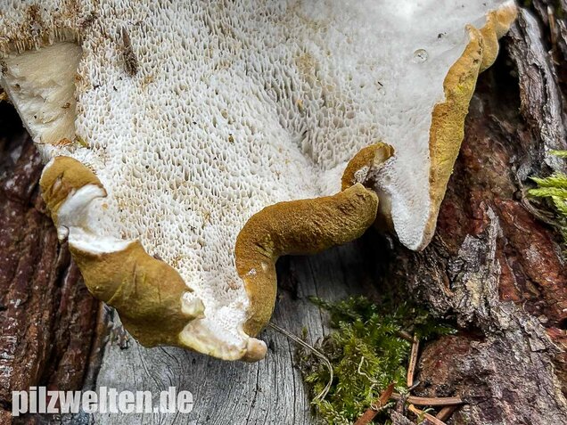 Gelbgrüner Kammporling, Laeticutis cristata