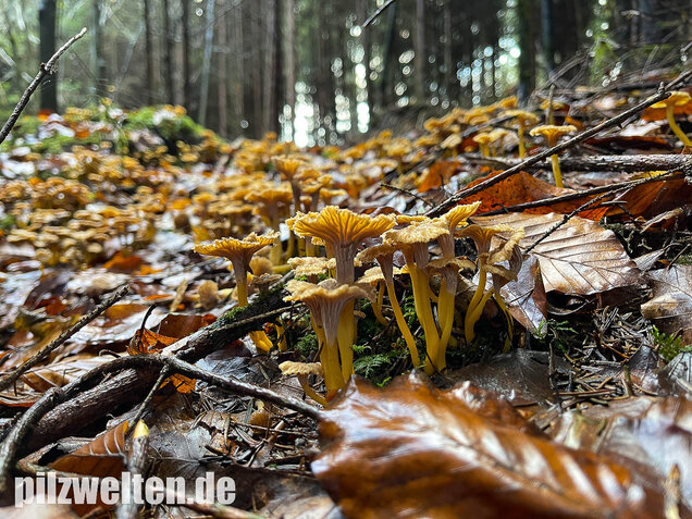 Trompetenpfifferling, Craterellus tubaeformis