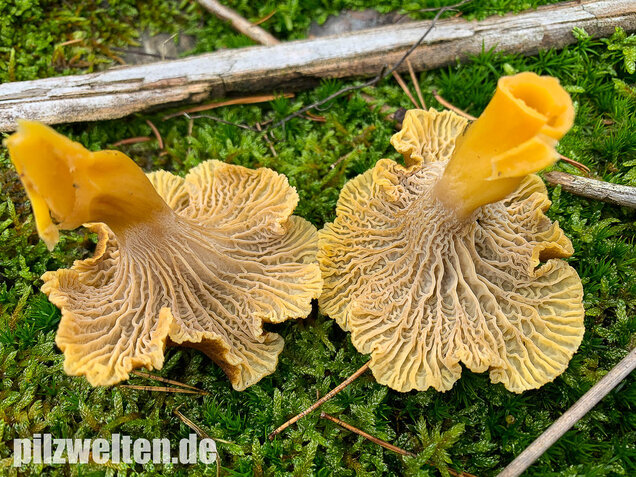 Trompetenpfifferling, Craterellus tubaeformis