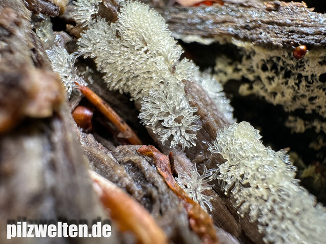 Geweihförmiger Schleimpilz, Ceratiomyxa fruticulosa