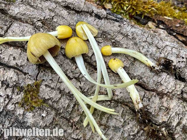 Goldmistpilz, Bolbitius titubans