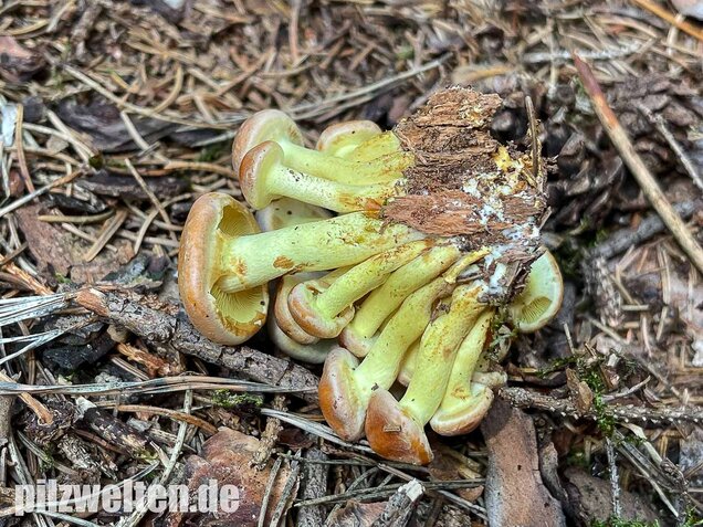 Grünblättriger Schwefelkopf, Hypholoma fasciculare