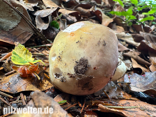 Grüner Speisetäubling, Russula heterophylla