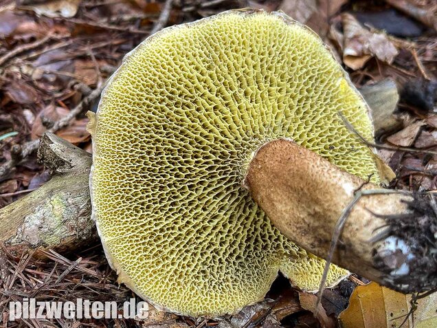 Hohlfußröhrling, Suillus cavipes