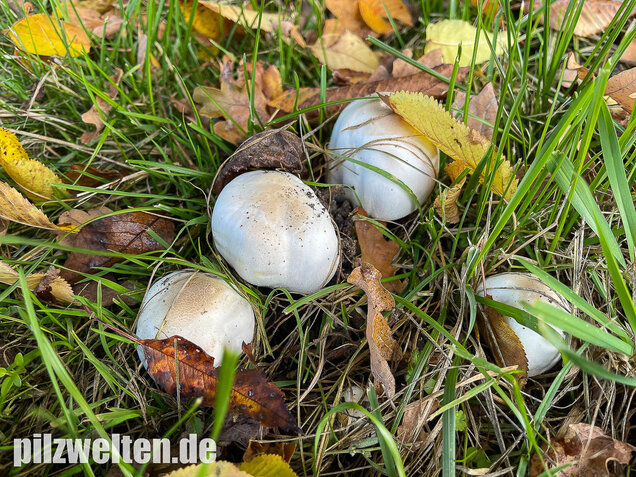 Karbolchampignon, Agaricus xanthodermus