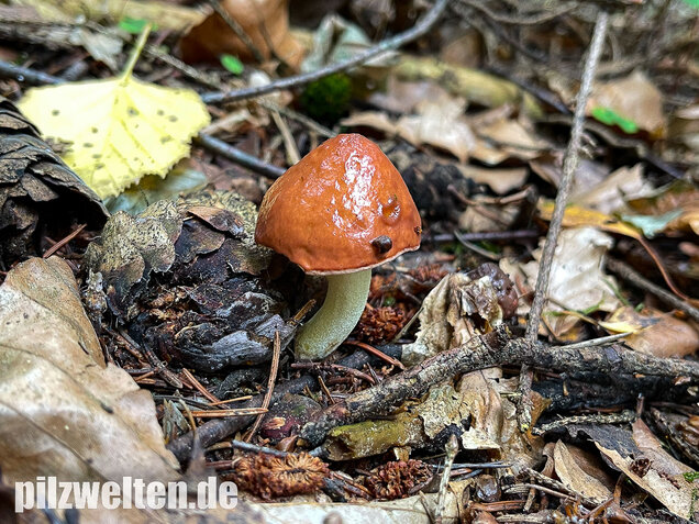 Körnchenröhrling, Suillus granulatus