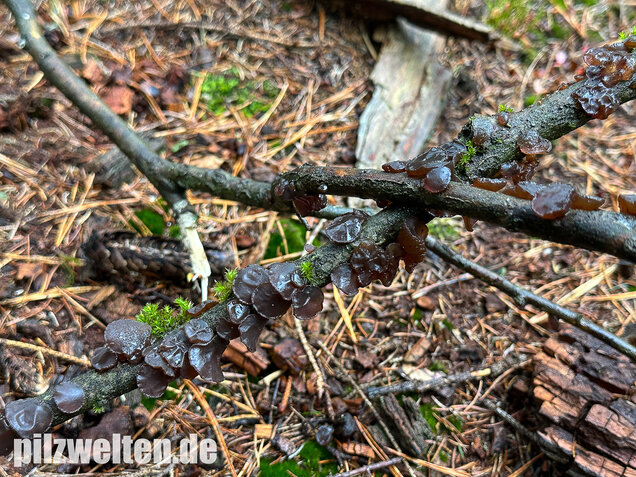 Kreisel-Drüsling, Exidia recisa