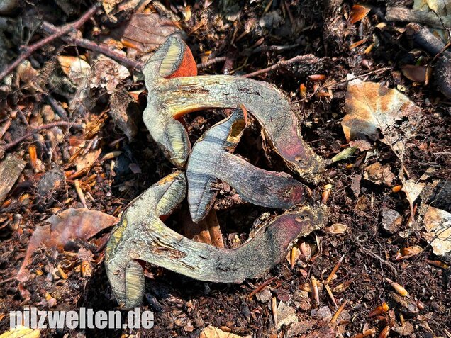 Kurznetziger Hexenröhrling, Suillellus mendax