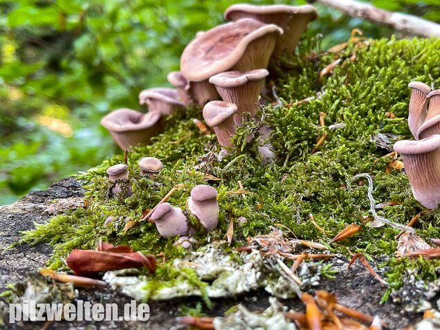 Laubholzknäueling, Panus conchatus