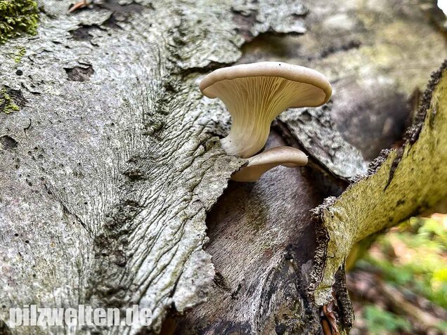 Lungenseitling, Pleurotus pulmonarius
