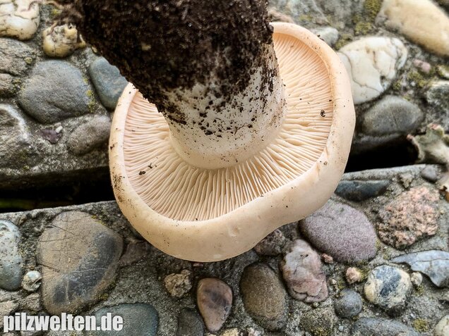 Mairitterling, Georgsritterling, Calocybe gambosa