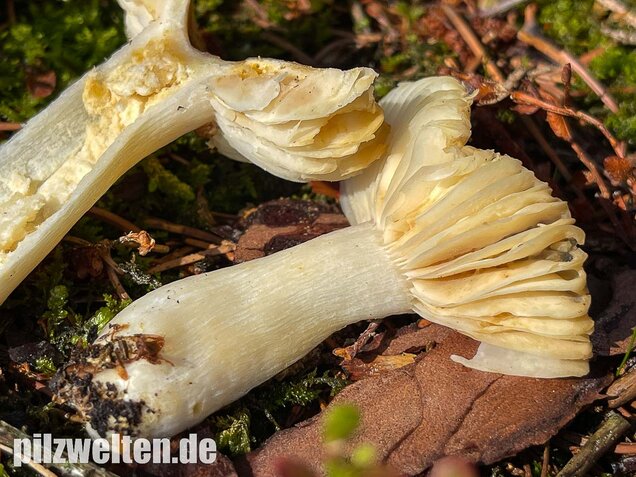 Milder Wachstäubling, Mädchentäubling, Russula puellaris