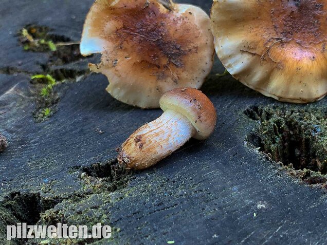 Nadelwaldschüppling, Pholiota spumosa