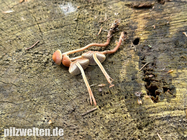Natternstieliger Schwefelkopf, Hypholoma marginatum