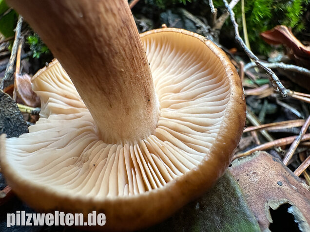 Geschupptstieliger Ritterling, Tricholoma fucatum