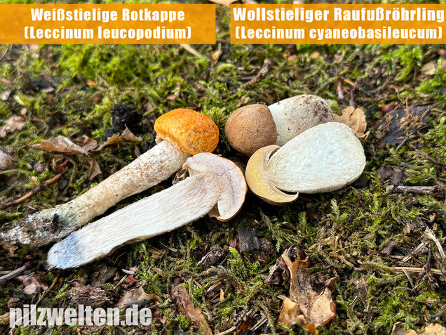 Weißstielige Rotkappe, Espenrotkappe, Leccinum leucopodium