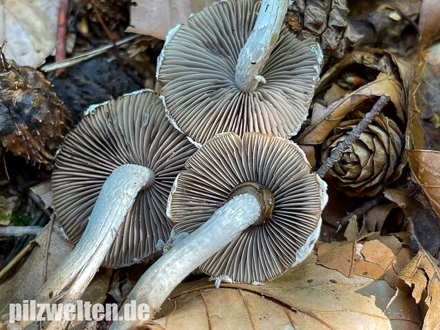 Reichbeschleierter Faserling, Psathyrella spintrigeroides