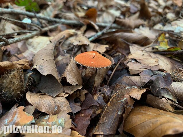 Rostroter Körnchenschirmling, Cystodermella granulosa