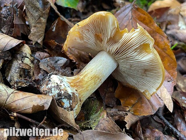 Sägeblättriger Klumpfuß, Cortinarius multiformis