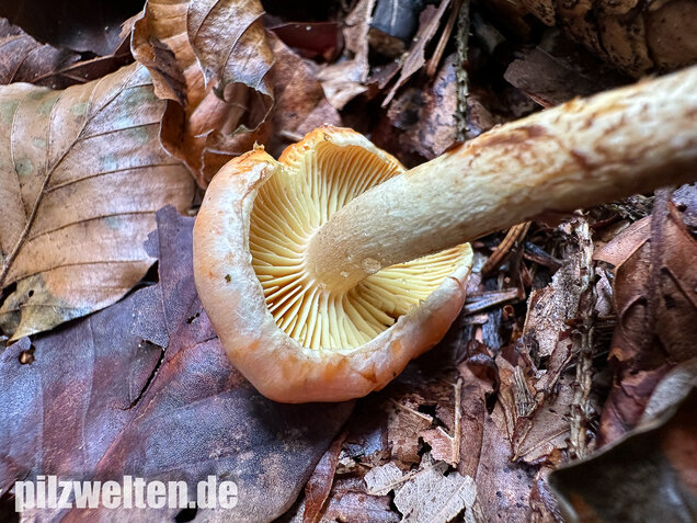 Safranroter Schüppling, Safranschüppling, Pyrrhulomyces astragalinus